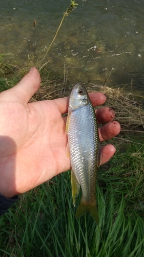 ハスの釣果