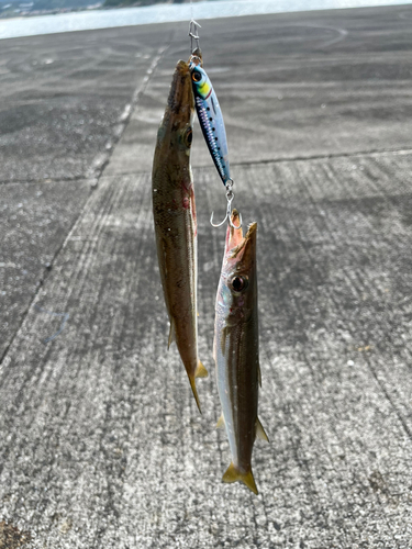 カマスの釣果