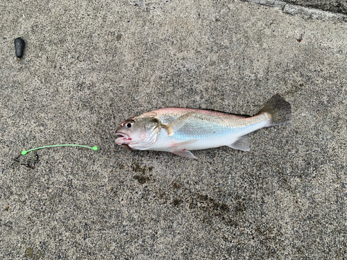 イシモチの釣果