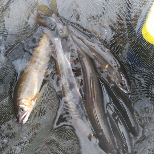 アユの釣果