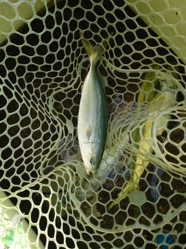 コゾクラの釣果