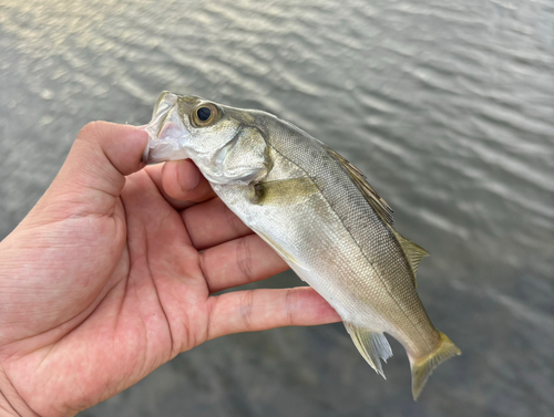 スズキの釣果