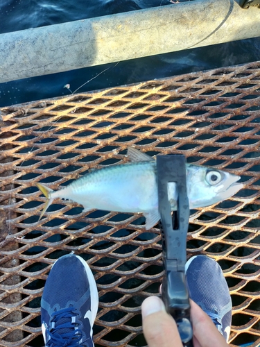 サバの釣果