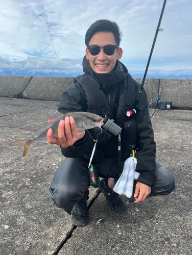 ショゴの釣果