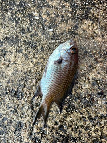 スズメダイの釣果