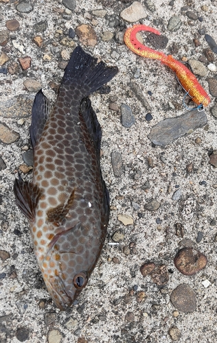 オオモンハタの釣果