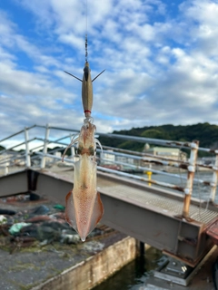 ケンサキイカの釣果