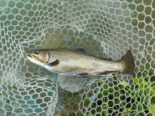 ブルックトラウトの釣果