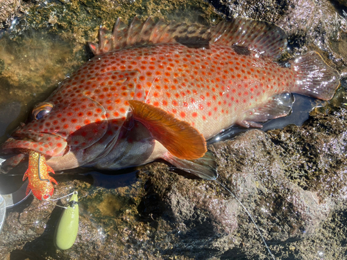 ノミノクチの釣果