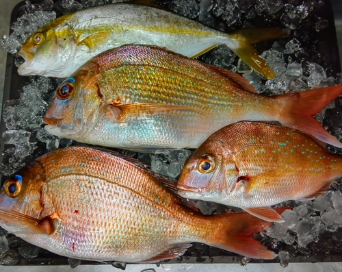 タイの釣果