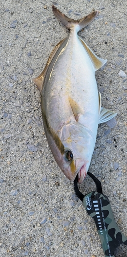 ネリゴの釣果