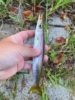 カマスの釣果