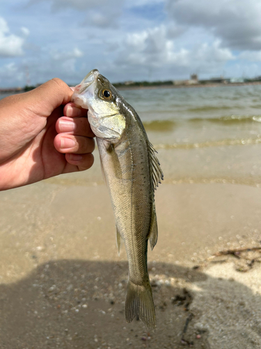 セイゴ（タイリクスズキ）の釣果