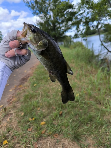 ラージマウスバスの釣果