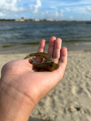 マハゼの釣果