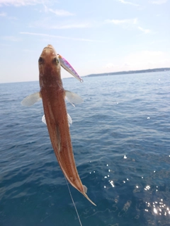 エソの釣果