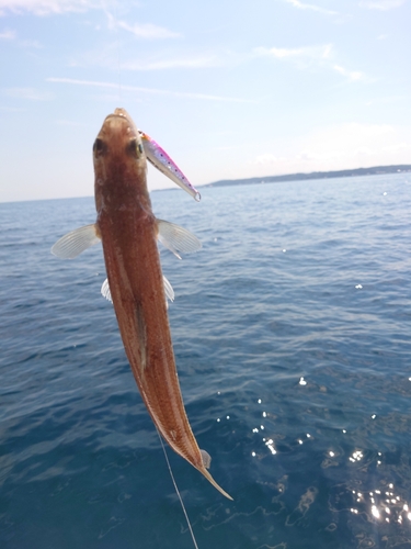 エソの釣果