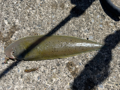 シタビラメの釣果