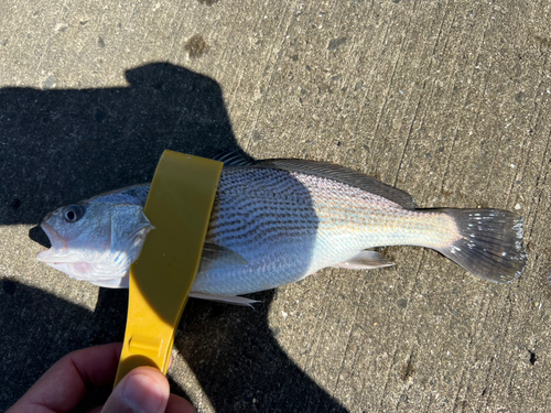 イシモチの釣果