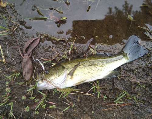 ラージマウスバスの釣果