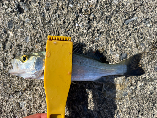 セイゴ（ヒラスズキ）の釣果