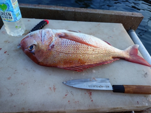 マダイの釣果