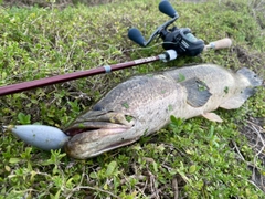 ライギョの釣果