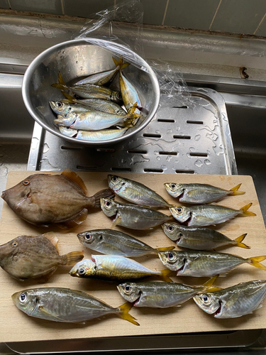 アジの釣果