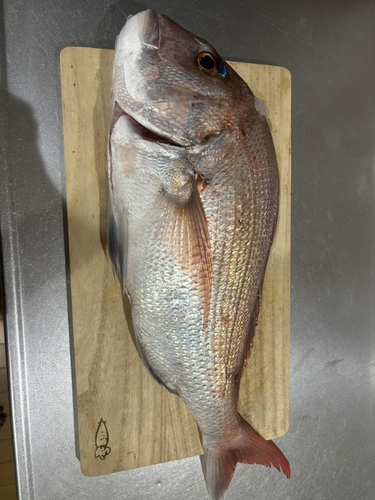 タイの釣果