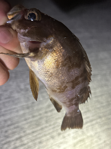 メバルの釣果