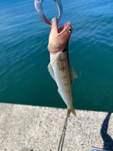 エソの釣果