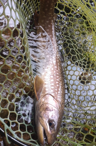 アメマスの釣果