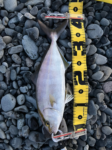 ショゴの釣果