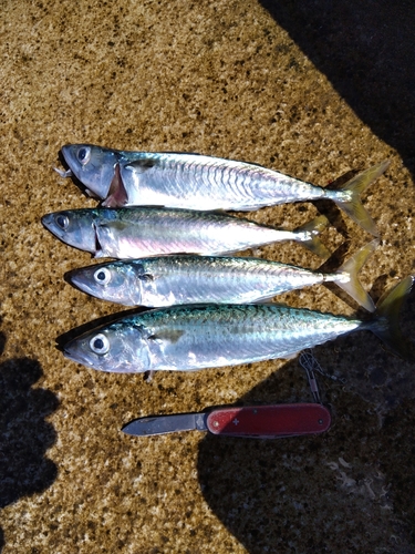 サバの釣果