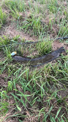 マナマズの釣果