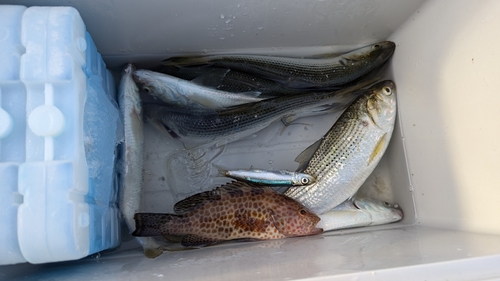 コノシロの釣果