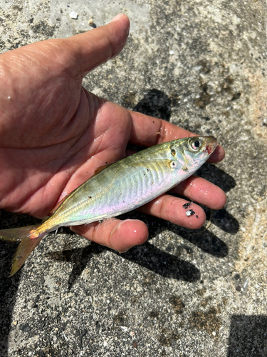 マアジの釣果