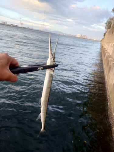 ダツの釣果