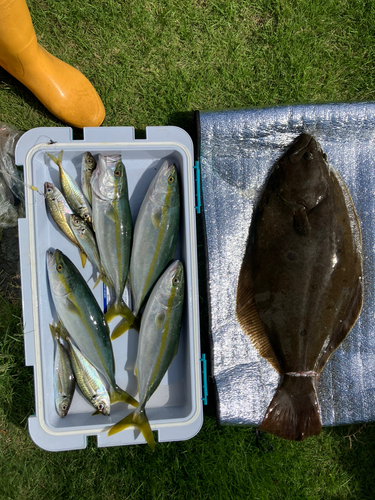 ヒラメの釣果