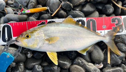 ショゴの釣果