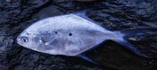 コバンアジの釣果