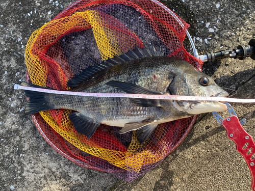 クロダイの釣果