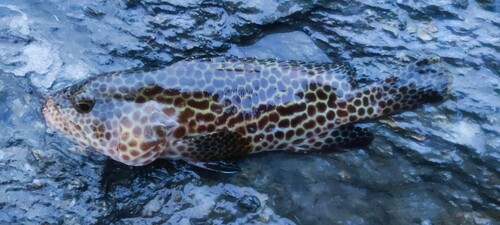 イシミーバイの釣果