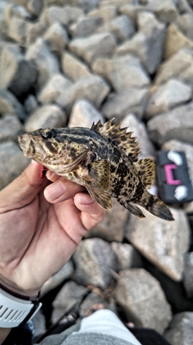 タケノコメバルの釣果