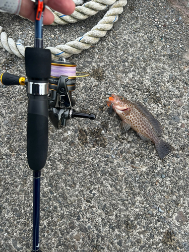 オオモンハタの釣果