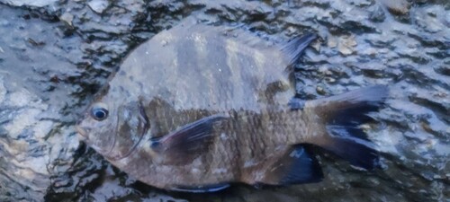 シマスズメダイの釣果