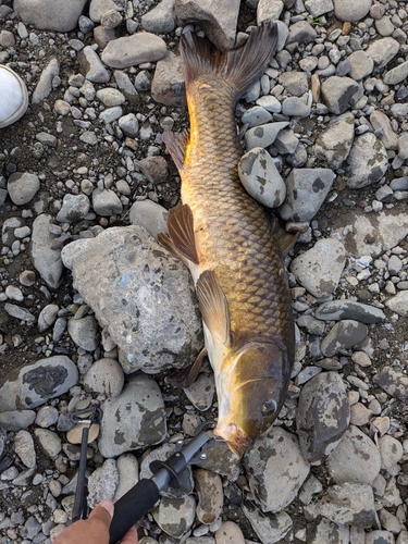 コイの釣果