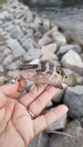 クエの釣果