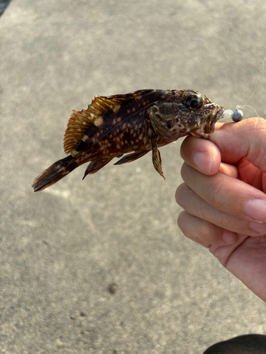 カサゴの釣果