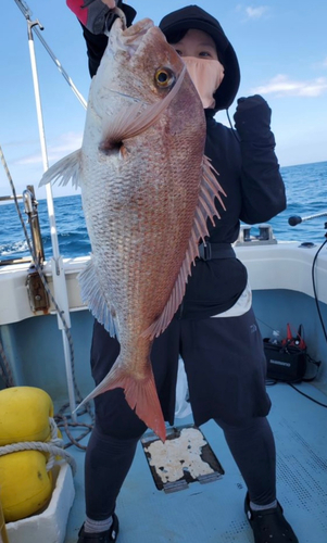 マダイの釣果